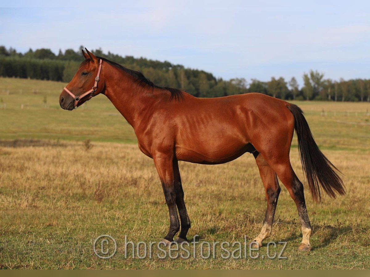 Tjeckiskt varmblod Hingst 2 år 164 cm Brun in Votice