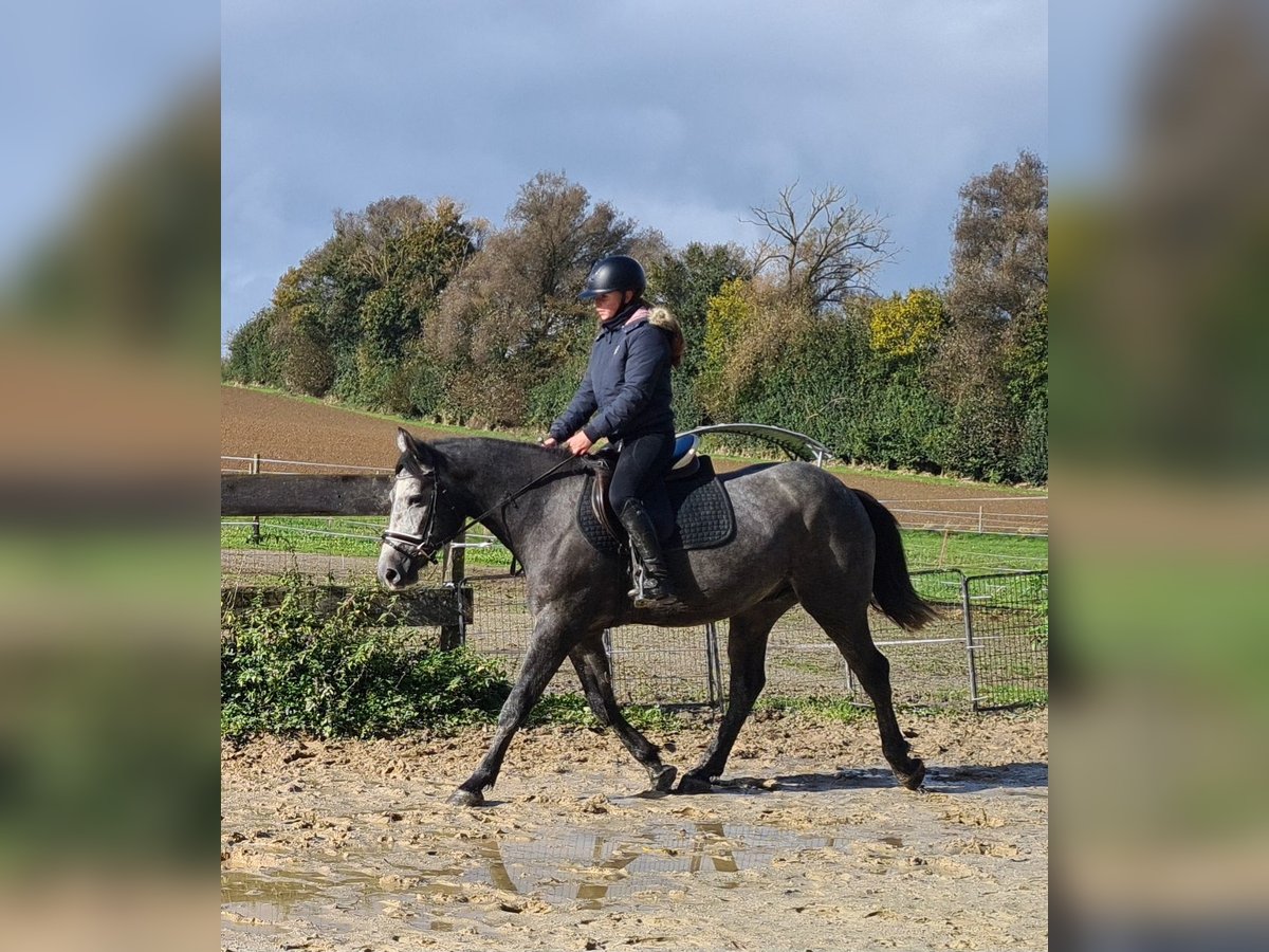 Tjeckiskt varmblod Valack 4 år 160 cm Gråskimmel in Bad Camberg