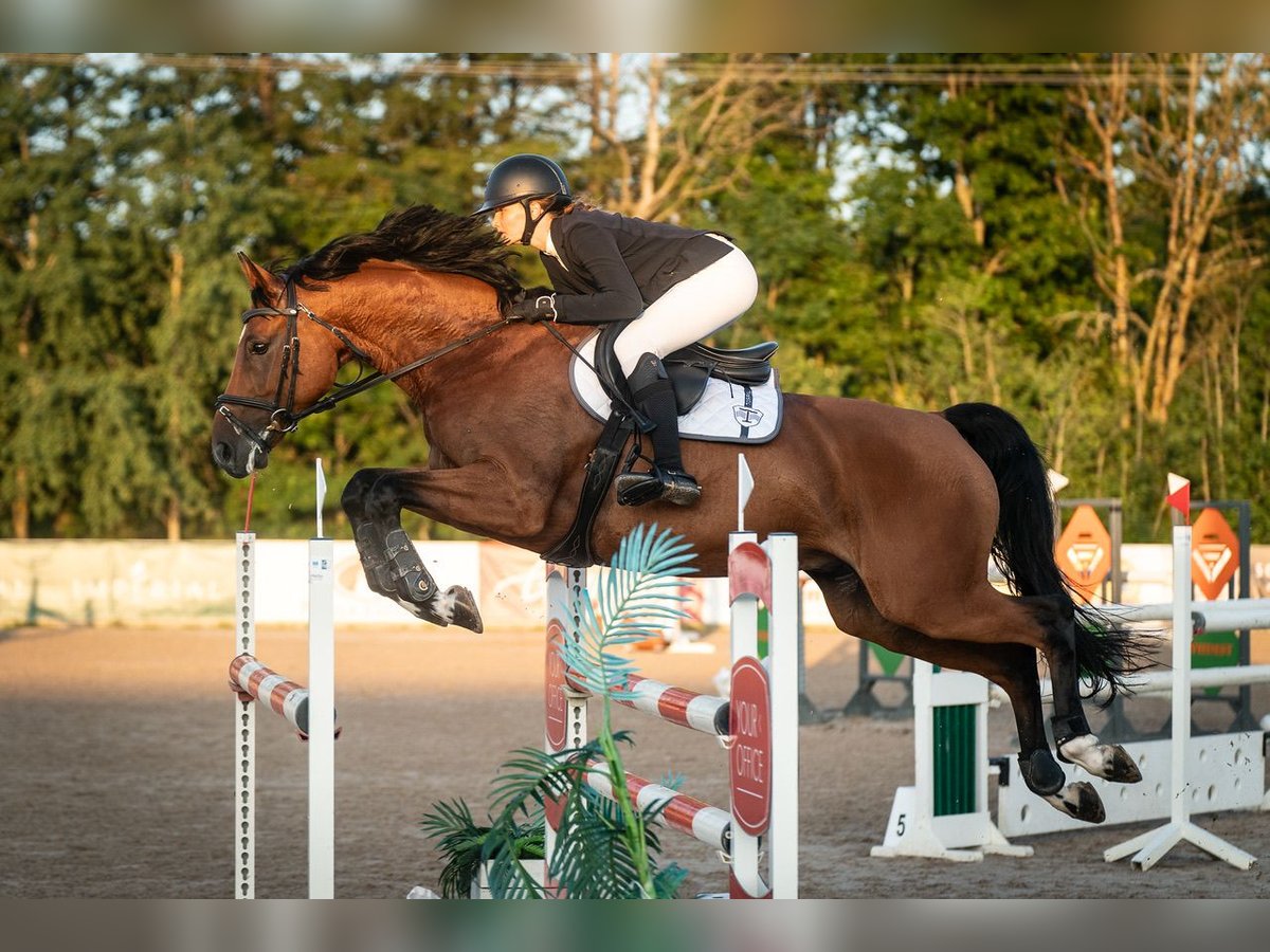 Tori Mestizo Caballo castrado 8 años 170 cm Castaño in Alliku