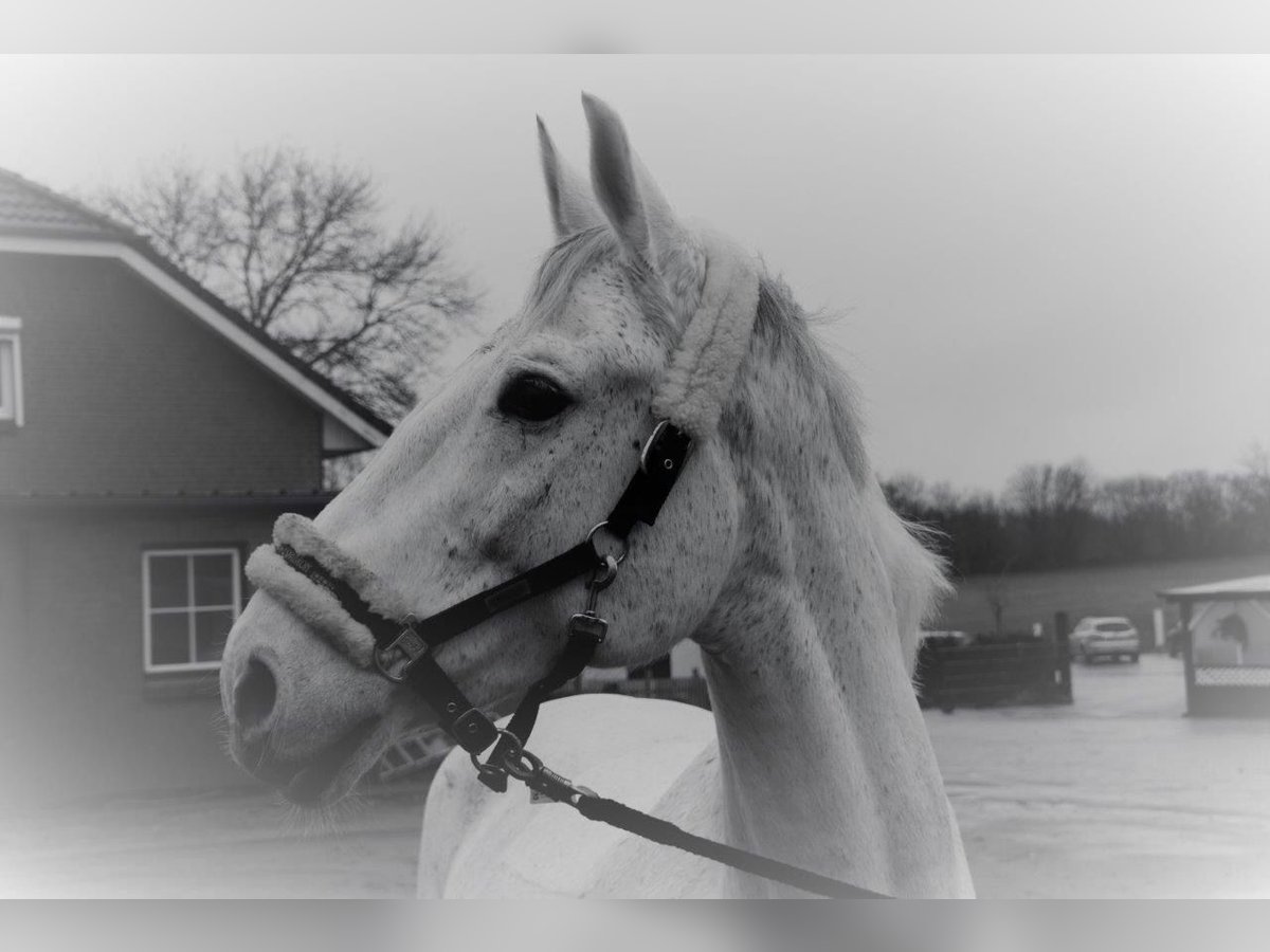 Tori Hongre 15 Ans 175 cm Gris in Bönebüttel