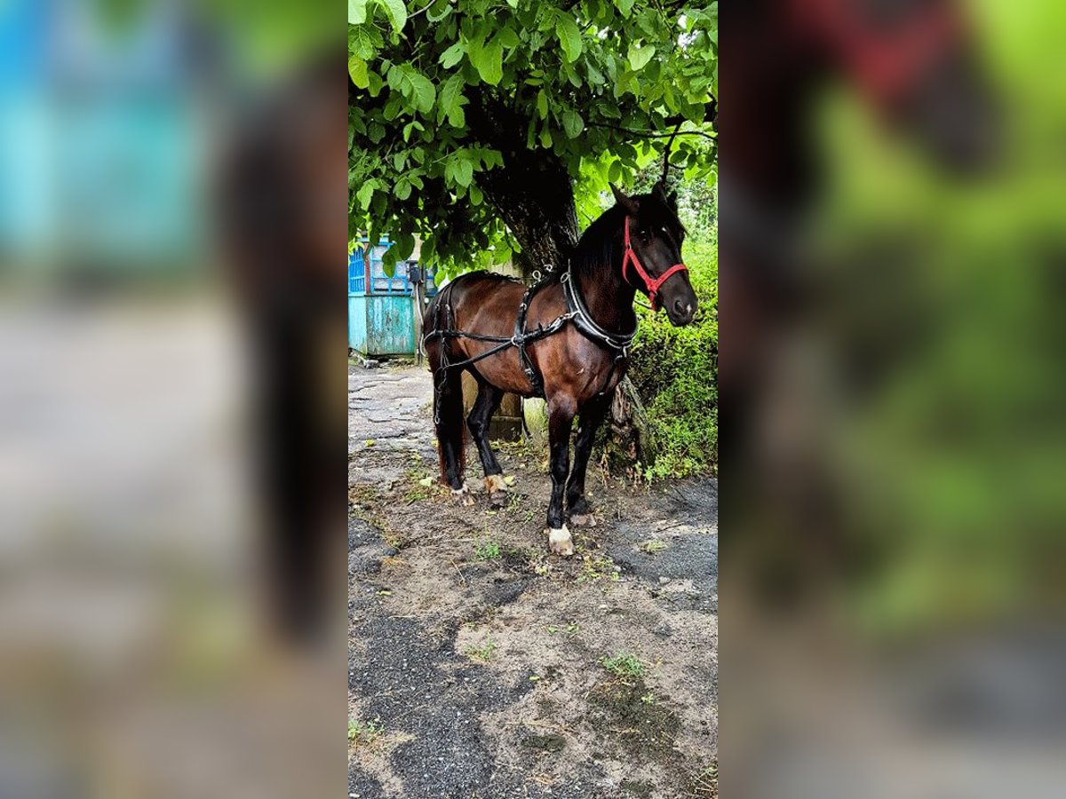 Tori Croisé Jument 4 Ans 160 cm Noir in Zhytomyr
