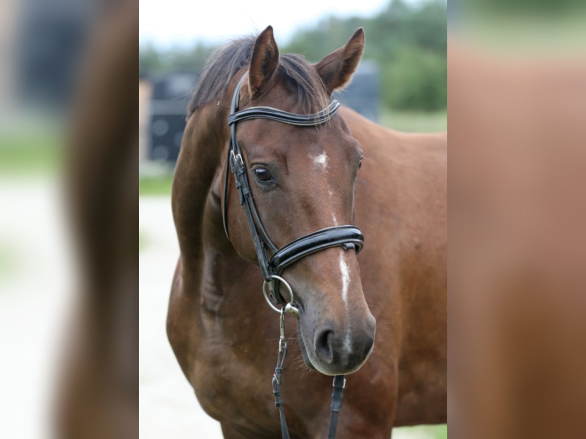Tori Croisé Jument 4 Ans 168 cm Alezan brûlé in Padise