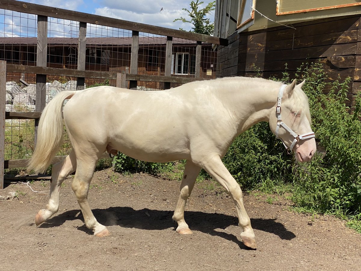 Tori Stallion 4 years 14,3 hh Cremello in &#1050;&#1080;&#1111;&#1074;