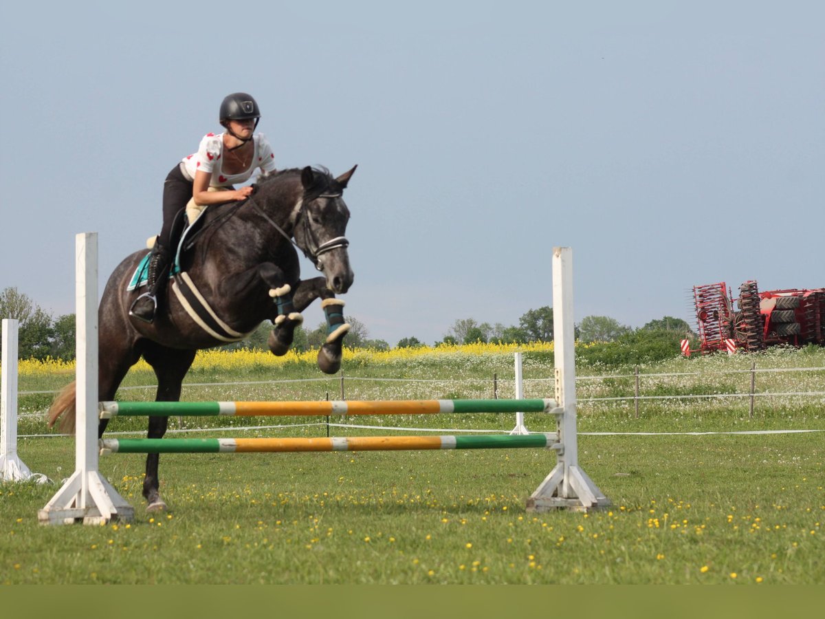 Tori Stute 5 Jahre 170 cm Apfelschimmel in Saaremaa
