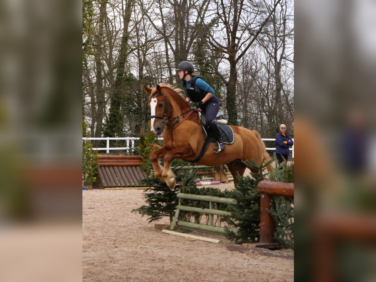 Tori Wallach 12 Jahre 164 cm Fuchs in Boxberg
