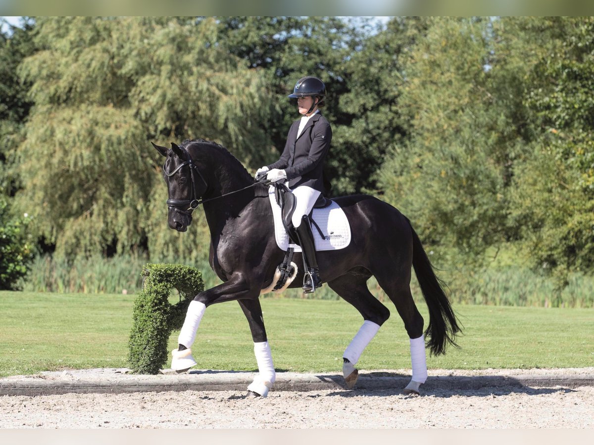 TOTAL MCLAREN Oldenburg Stallion Black in Vodskov