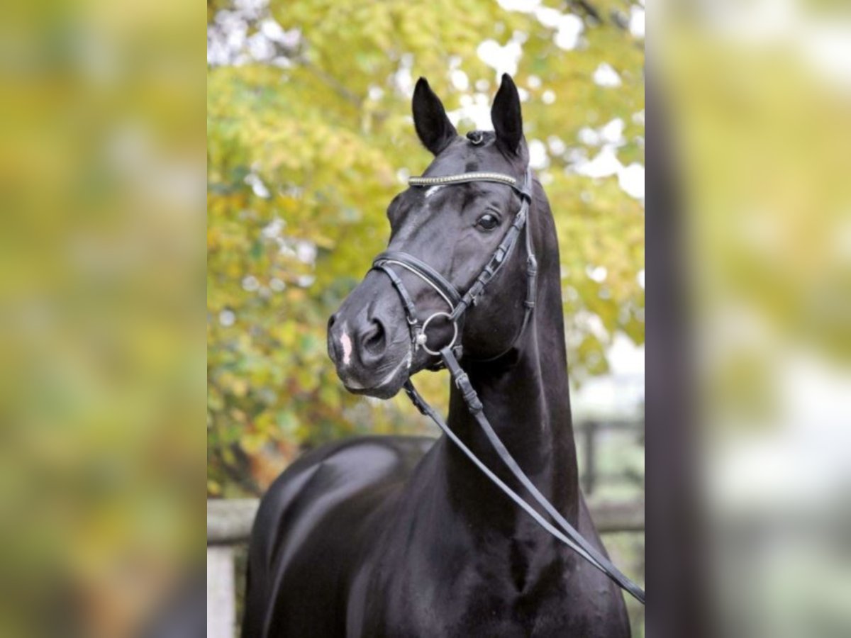 TOTILAS KWPN Stallion Black in Kronberg im Taunus
