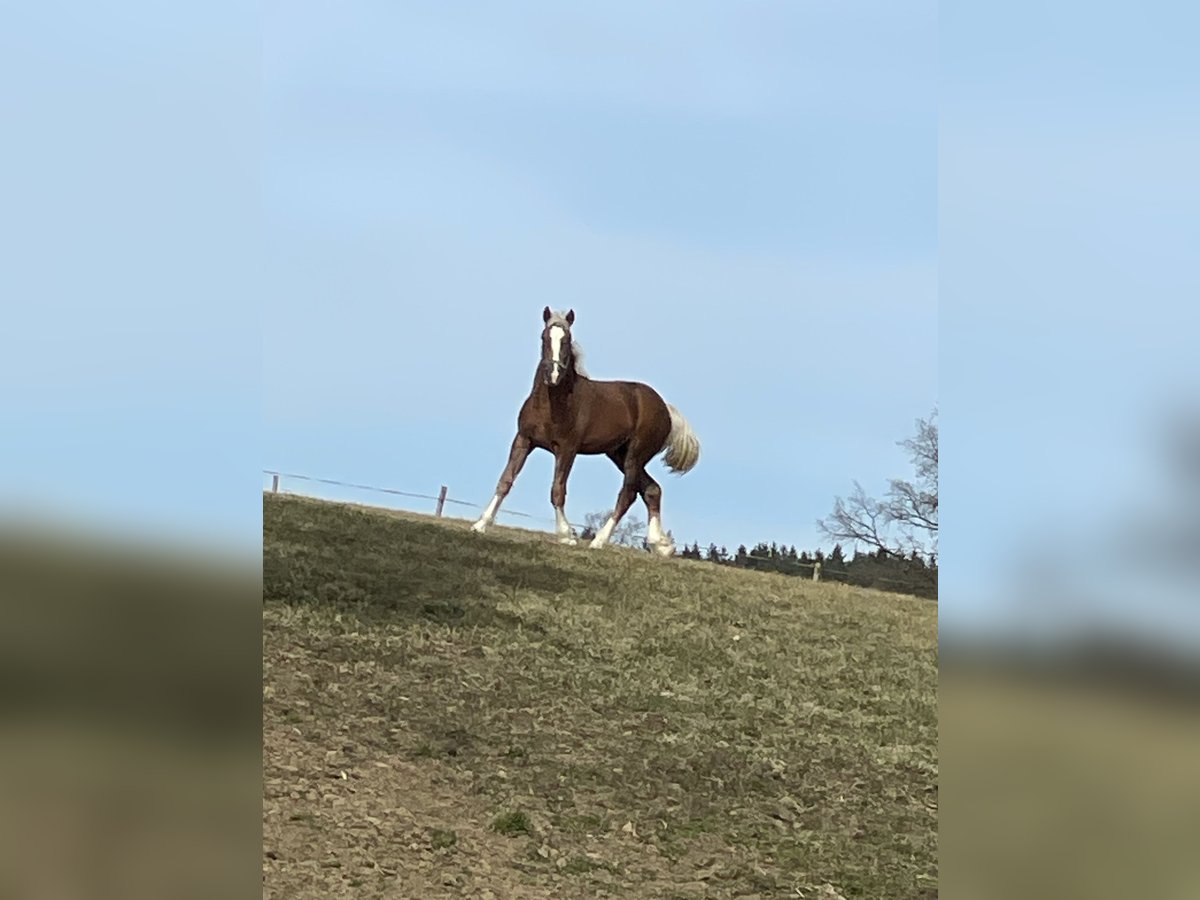 Trait allemand du Sud Étalon 1 Année Alezan brûlé in Regen