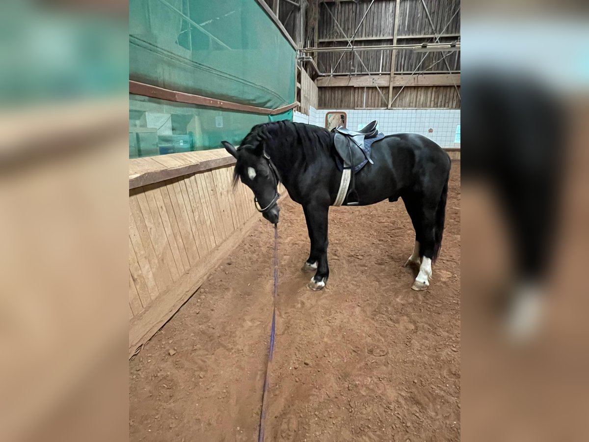 Trait allemand du Sud Étalon 4 Ans 165 cm Noir in Bad Rappenau