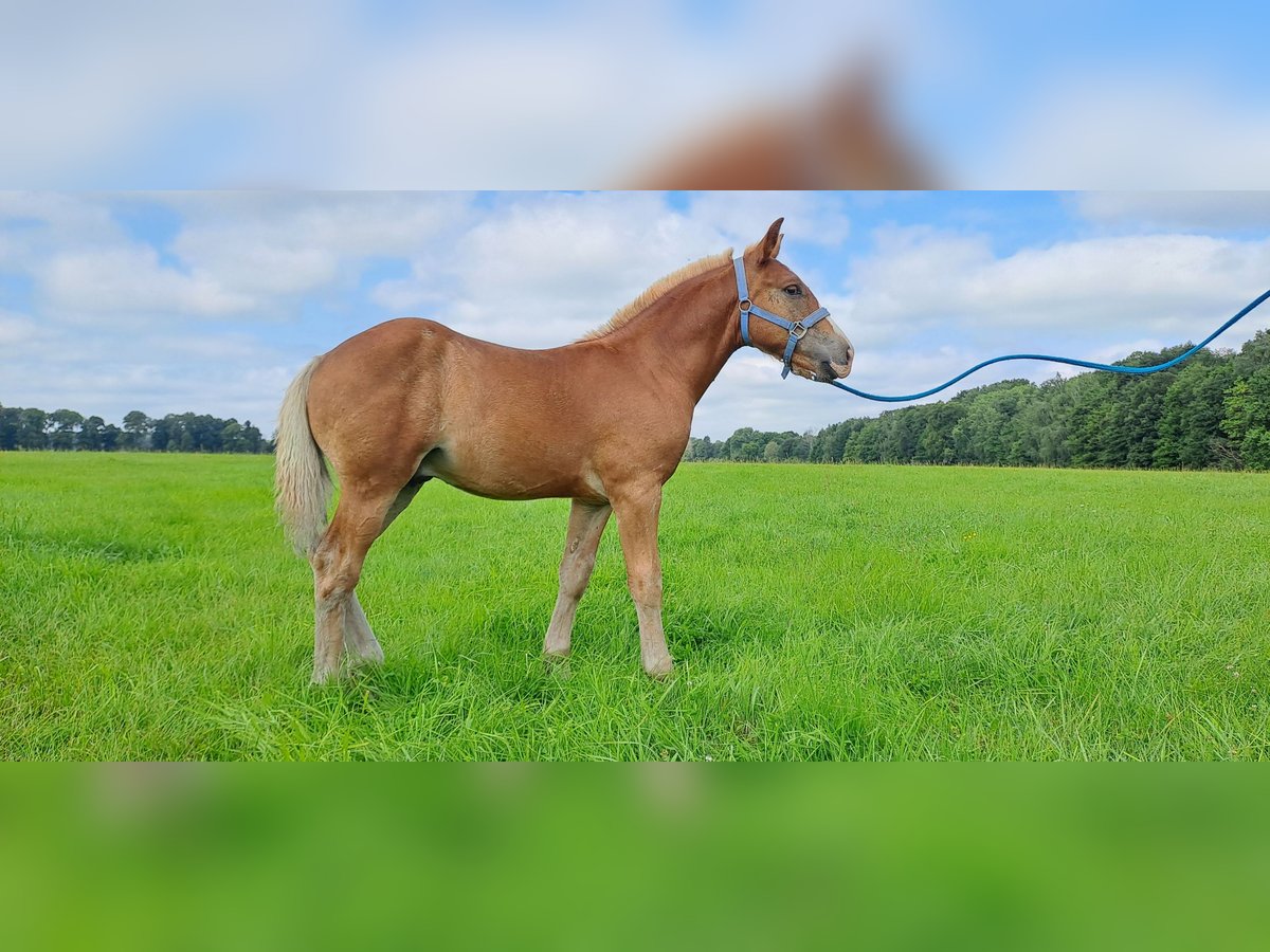 Trait allemand du Sud Étalon Poulain (04/2025) 168 cm Alezan brûlé in Byhleguhre-Byhlen