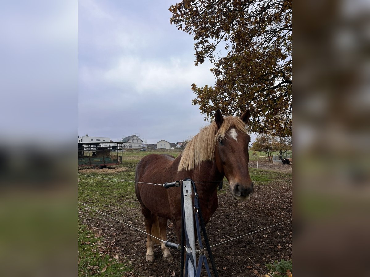 Trait allemand du Sud Hongre 4 Ans 164 cm Alezan brûlé in Flieden