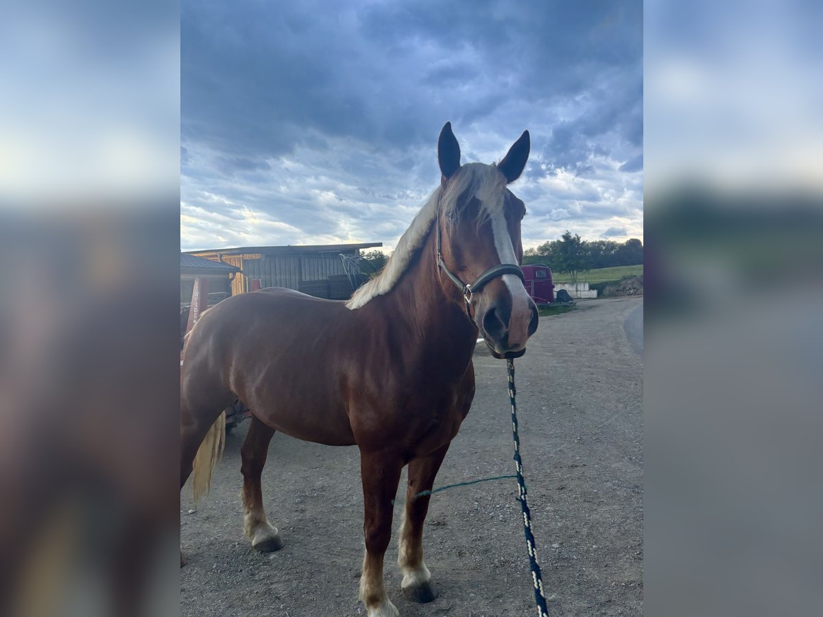 Trait allemand du Sud Hongre 6 Ans 167 cm Alezan in Dorfen