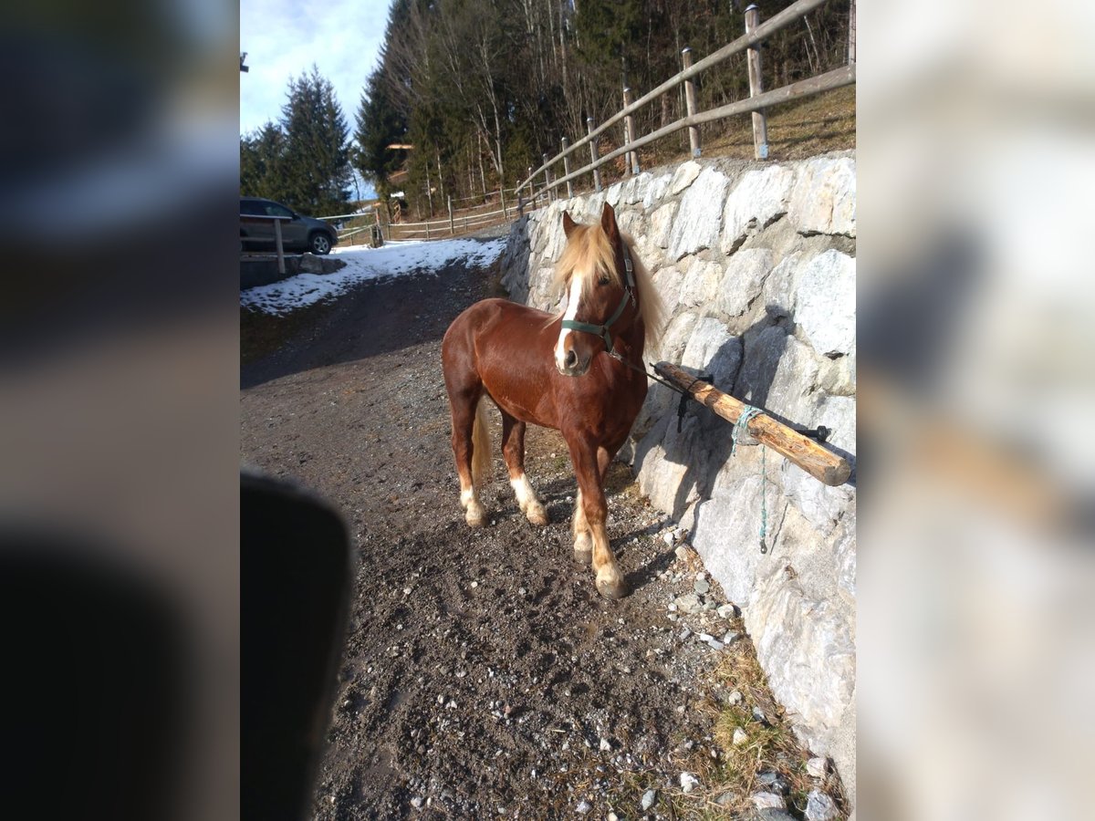 Trait allemand du Sud Hongre 6 Ans 173 cm Alezan in Grafenweg