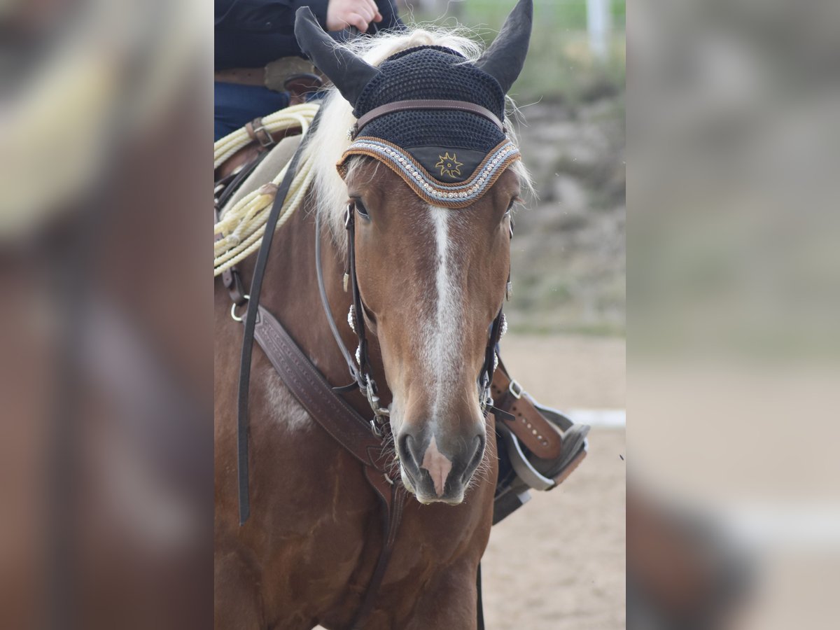 Trait allemand du Sud Hongre 7 Ans 168 cm Alezan brûlé in Weismain