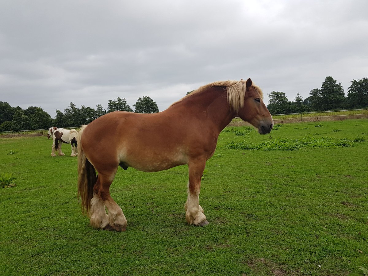 Trait allemand du Sud Hongre 9 Ans 165 cm Alezan in Haren