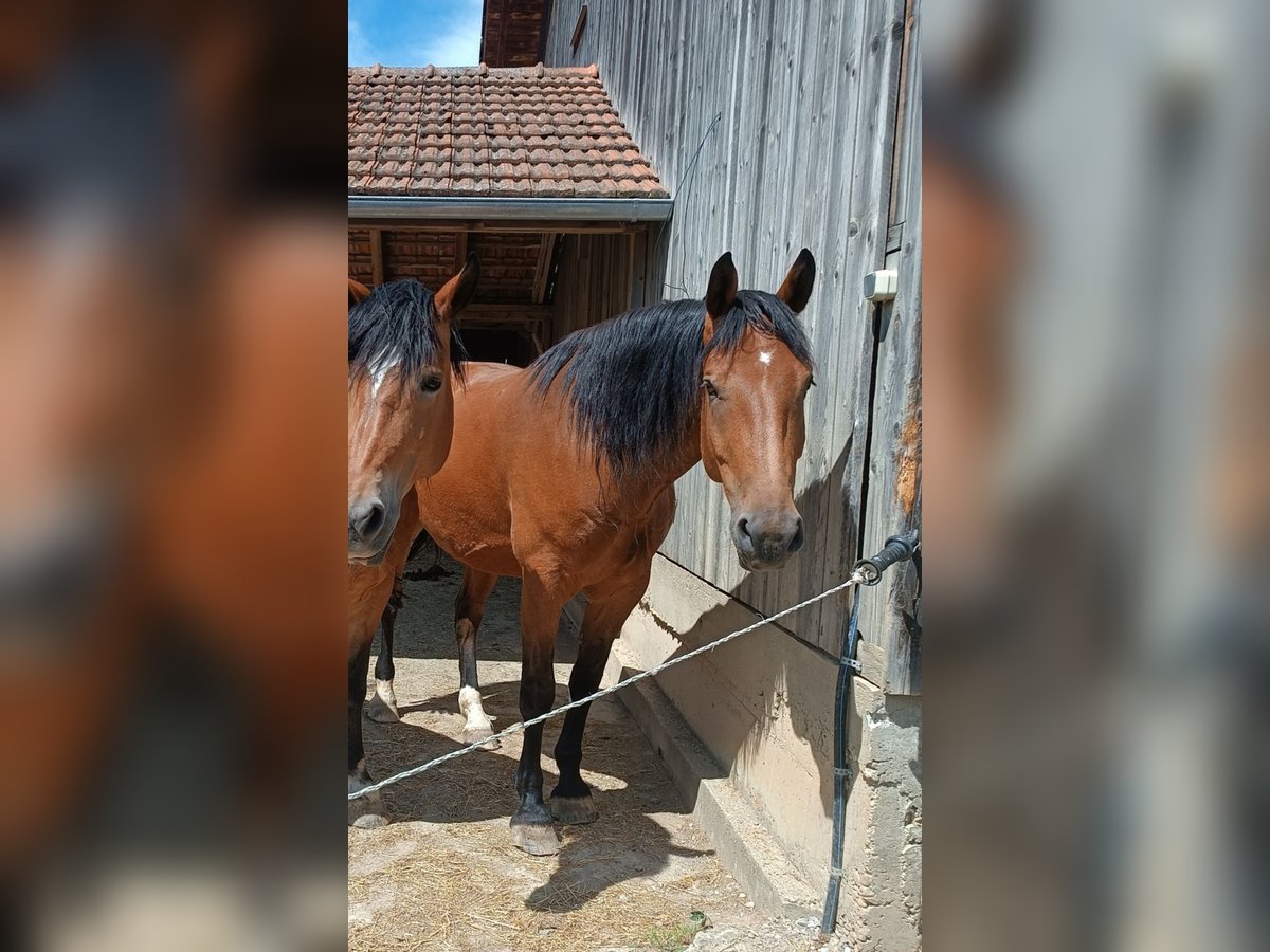 Trait allemand du Sud Croisé Hongre 9 Ans 170 cm Bai in Landsberg am Lech
