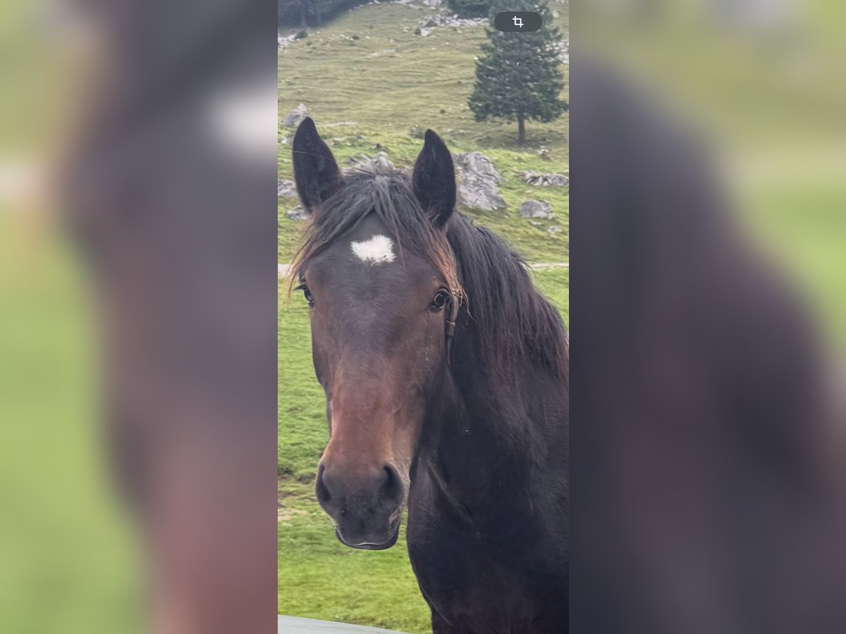 Trait allemand du Sud Jument 1 Année Bai brun foncé in Brannenburg