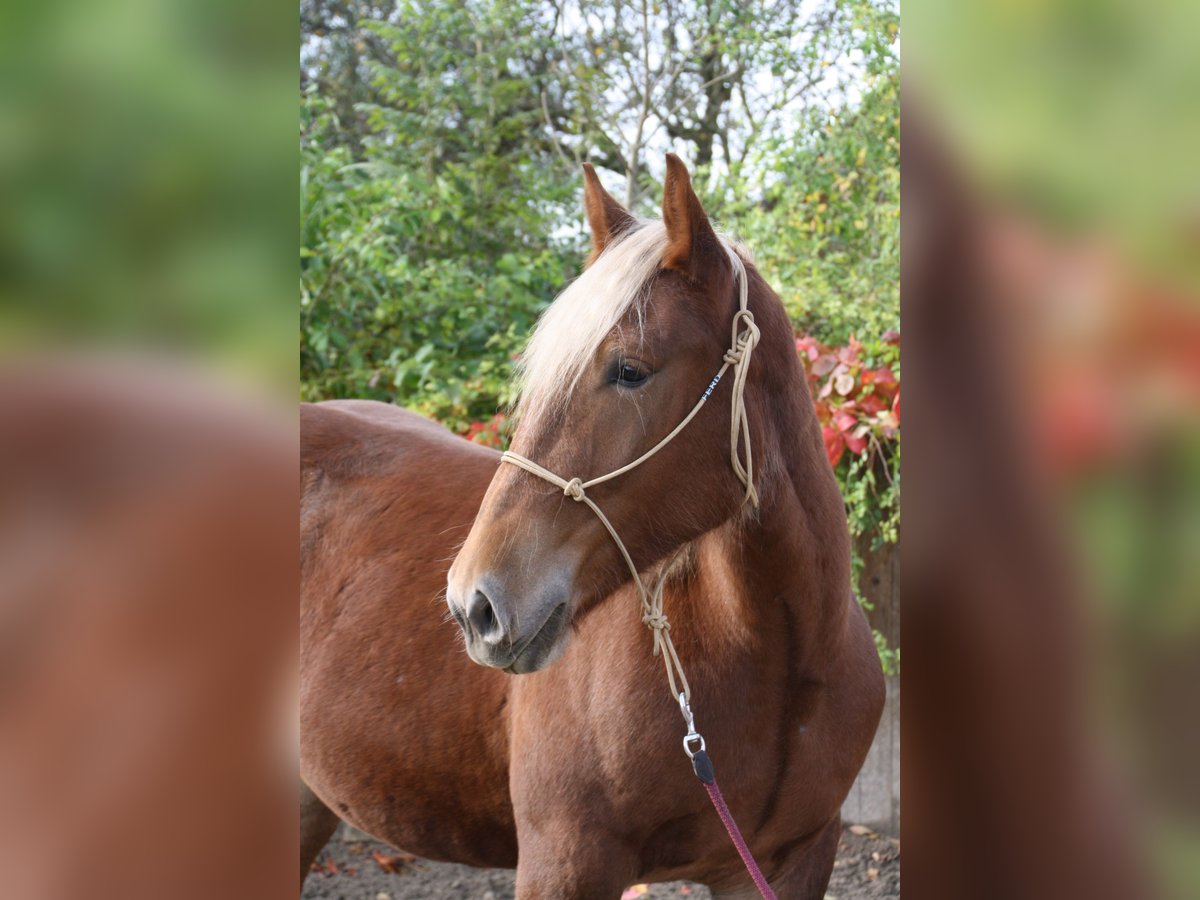 Trait allemand du Sud Jument 2 Ans 163 cm Alezan brûlé in Wiedergeltingen