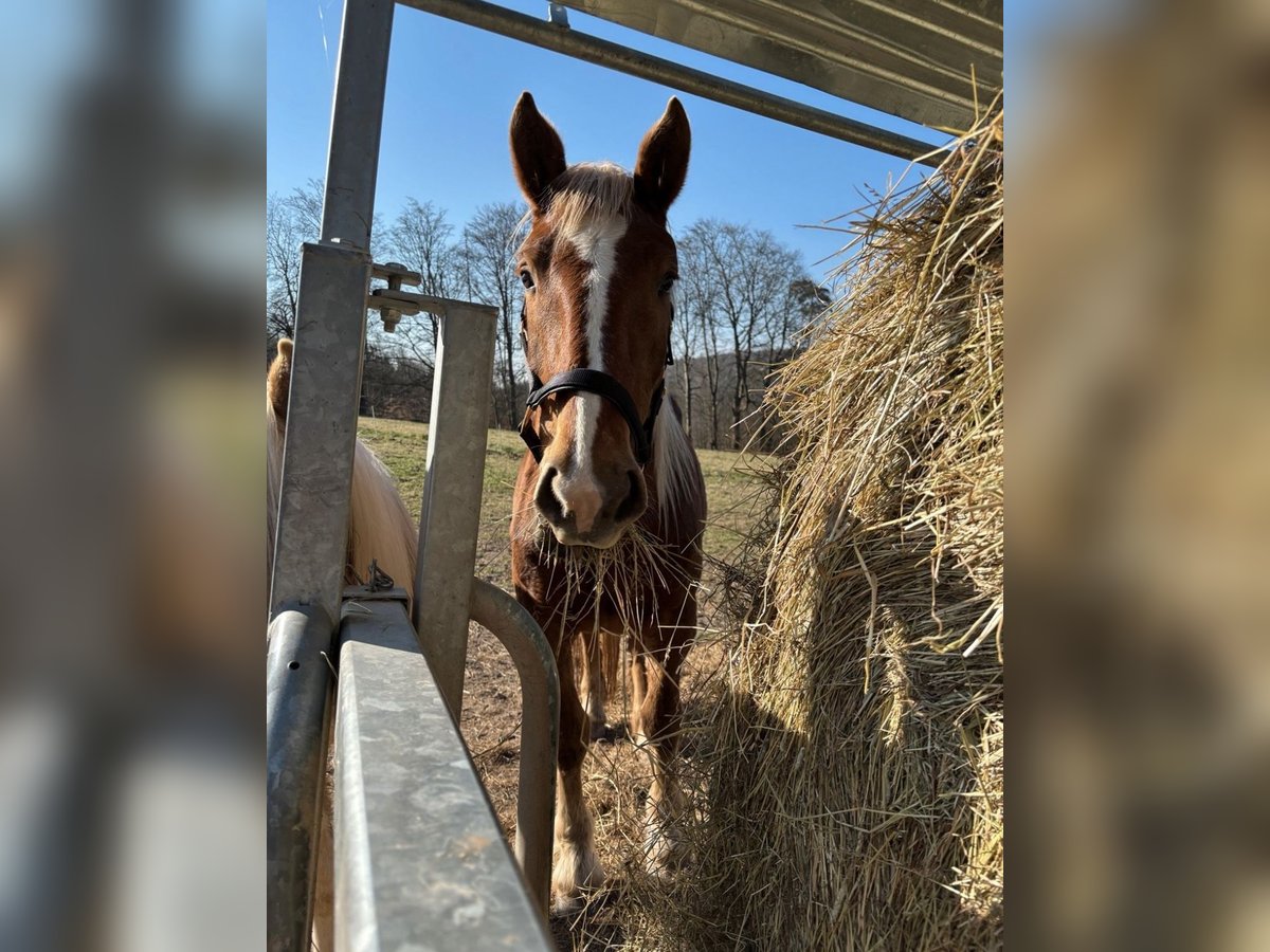 Trait allemand du Sud Jument 3 Ans 155 cm Bai in Friedewald