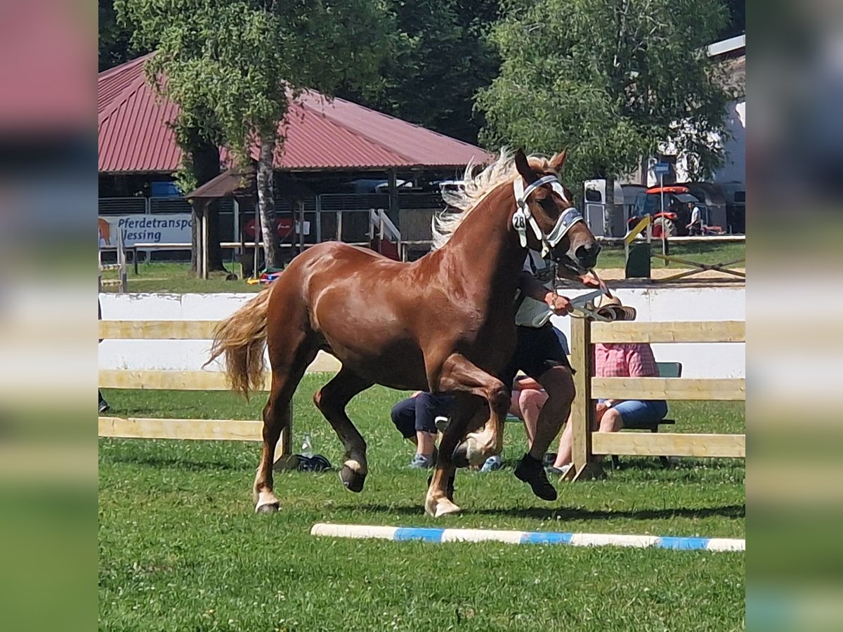 Trait allemand du Sud Jument 3 Ans 165 cm Alezan in Halblech