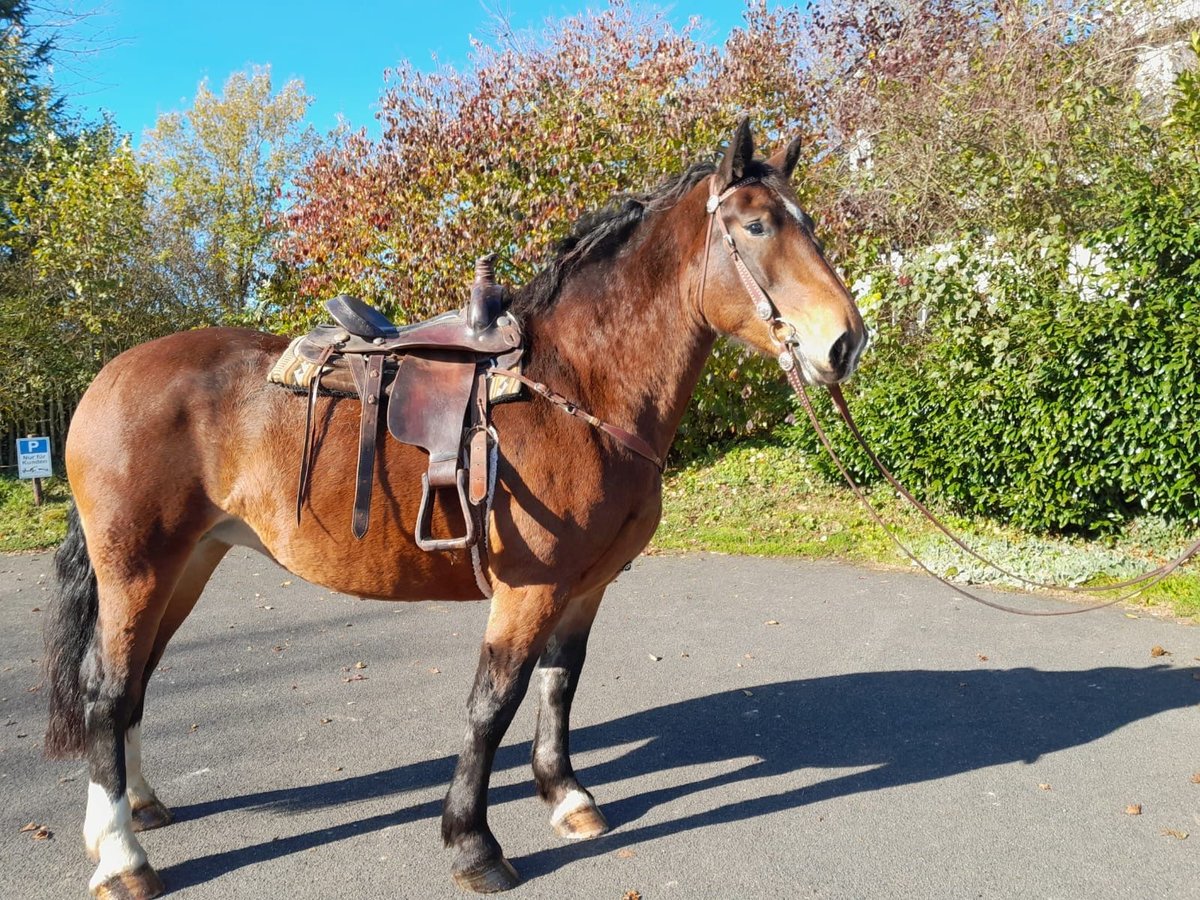 Trait allemand du Sud Jument 5 Ans 165 cm Bai in Nettersheim