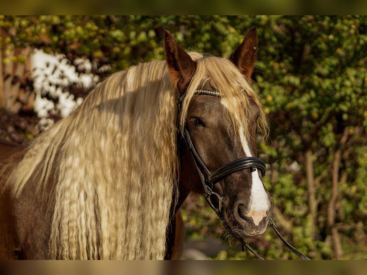 Trait allemand du Sud Jument 8 Ans 172 cm Alezan brûlé in Erding