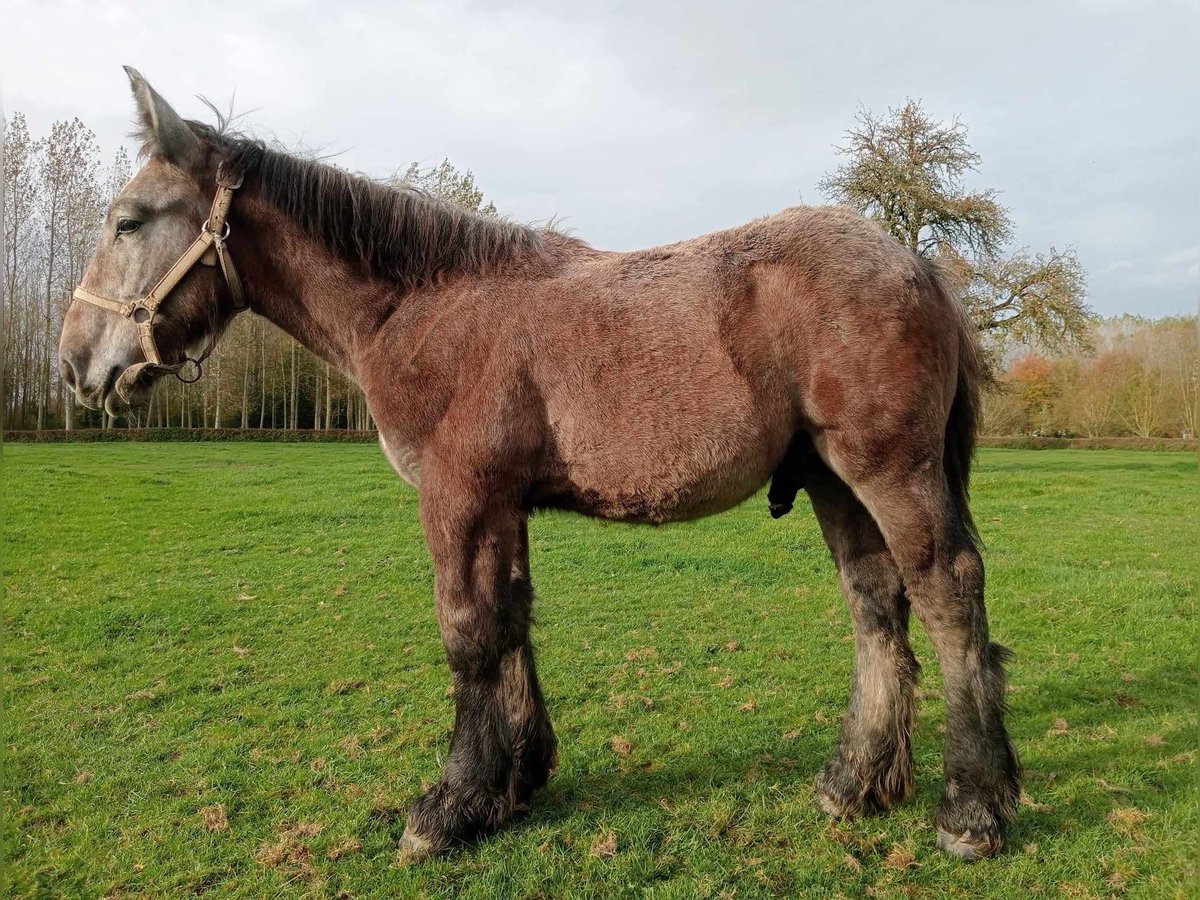 Trait belge Étalon Poulain (01/2024) Gris pommelé in Alken