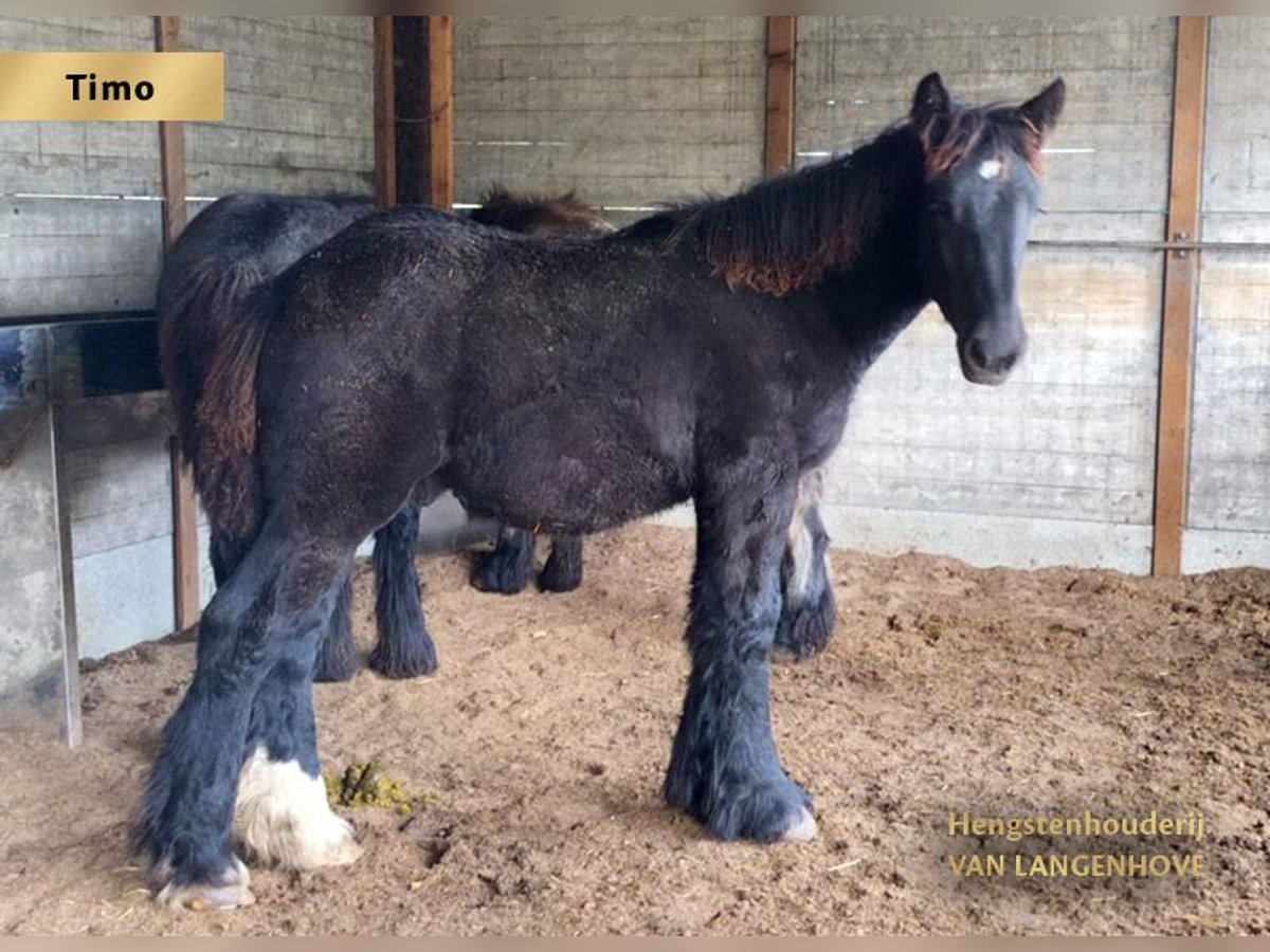 Trait belge Étalon Poulain (05/2025) Noir in Denderbelle