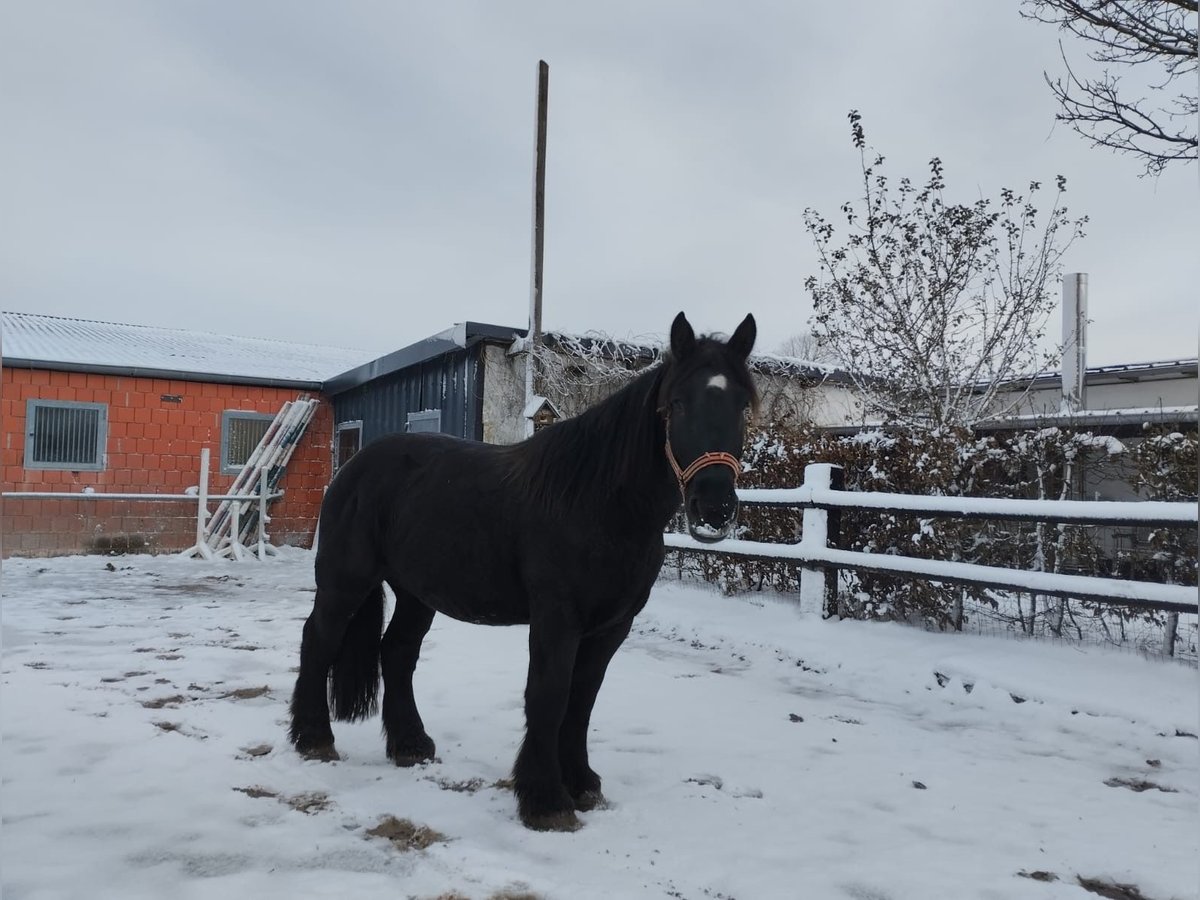 Trait belge Hongre 4 Ans 160 cm Noir in Nettersheim