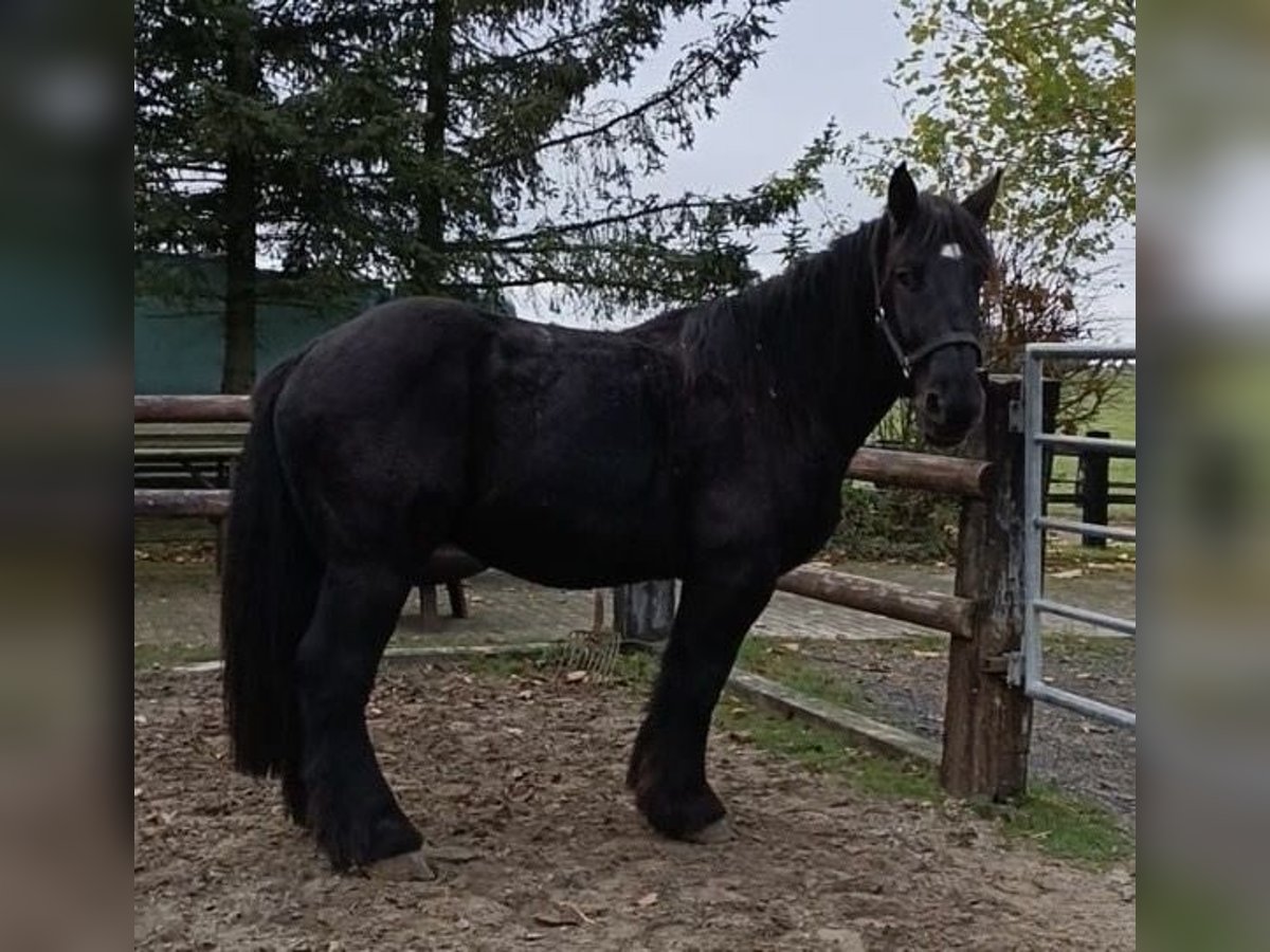 Trait belge Hongre 4 Ans 160 cm Noir in Nettersheim