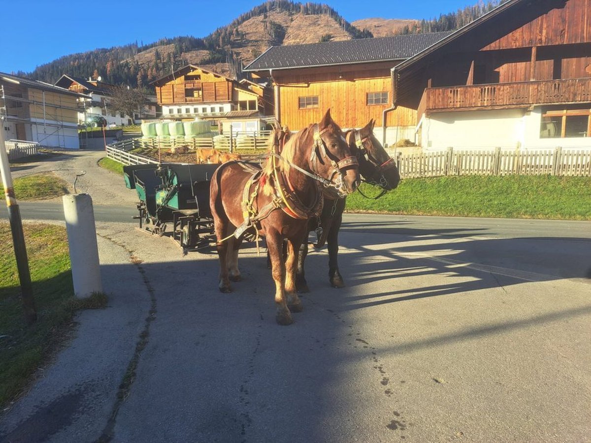 Trait belge Hongre 4 Ans 170 cm in Obertilliach