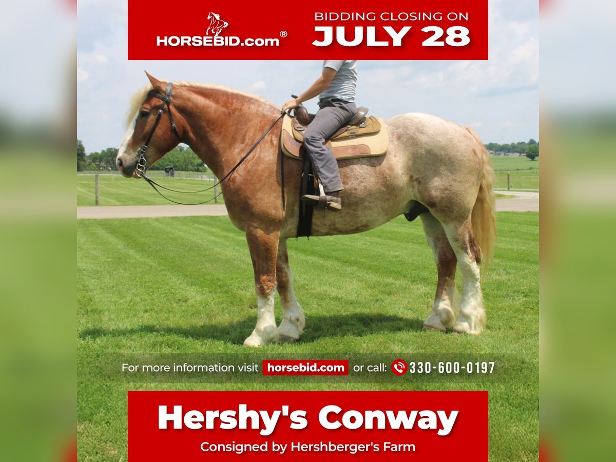 Trait belge Croisé Hongre 6 Ans 173 cm Rouan Rouge in Millersburg