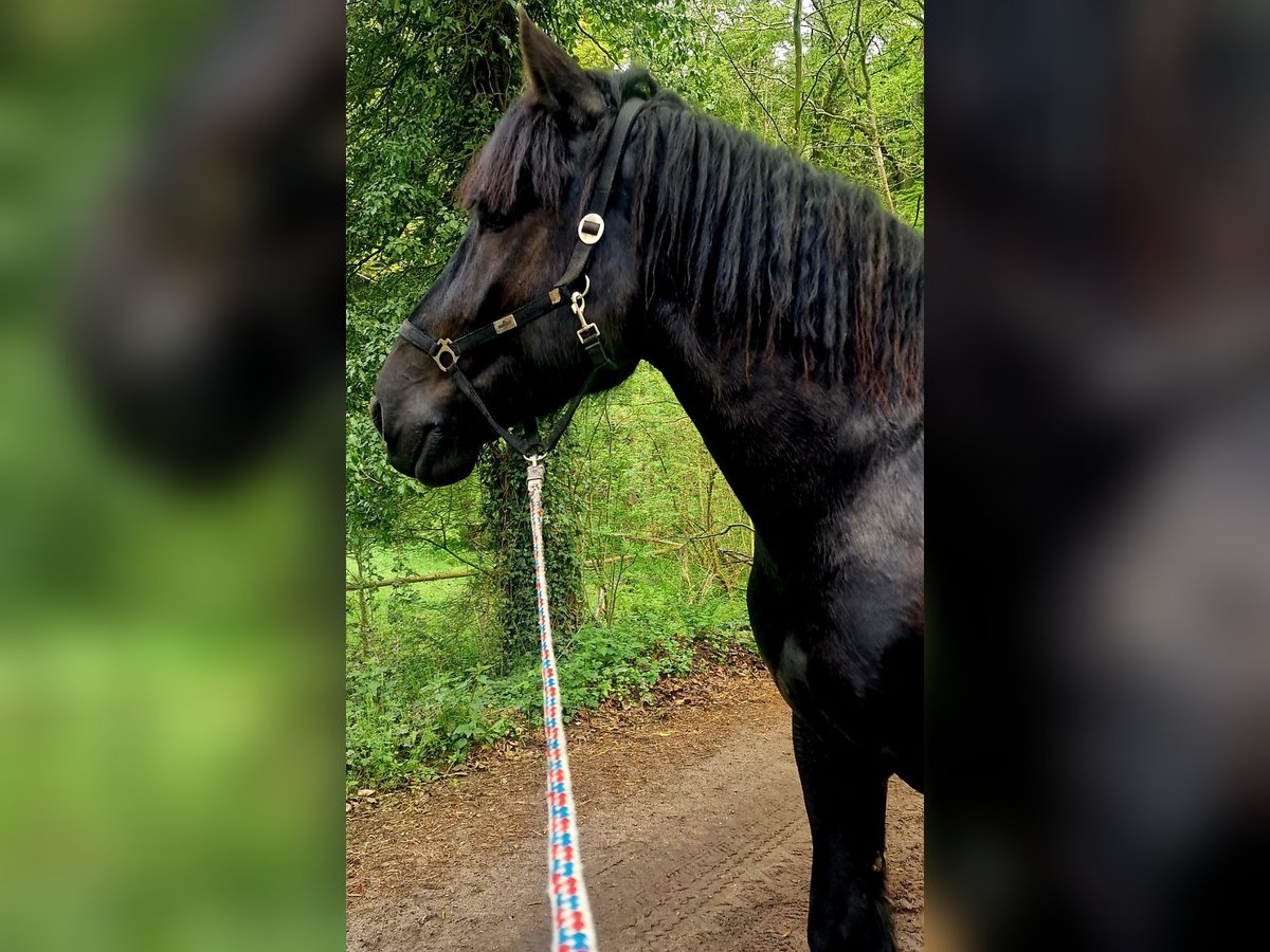 Trait belge Hongre 6 Ans 175 cm Noir in Soltau