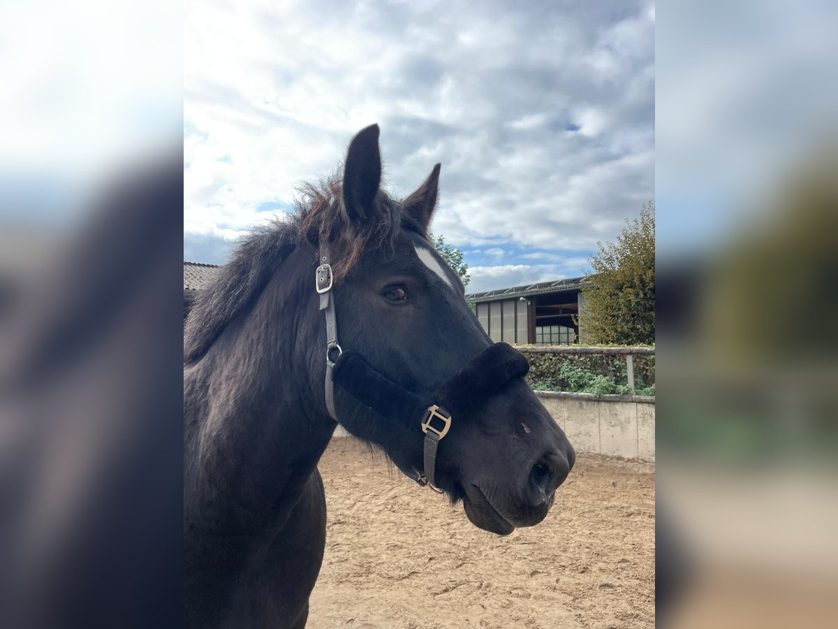 Trait belge Hongre 9 Ans 172 cm Noir in Willich