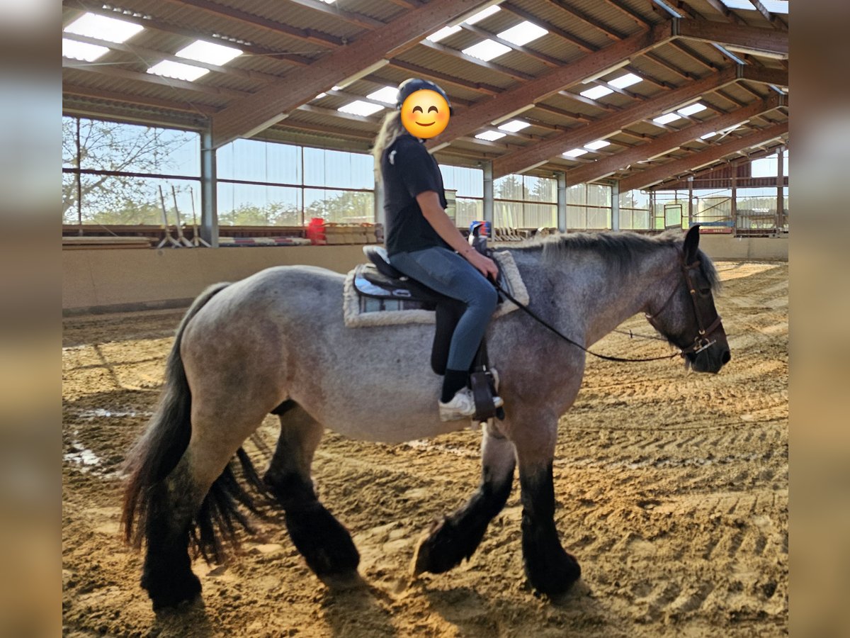 Trait belge Jument 12 Ans 168 cm Gris (bai-dun) in Windeck