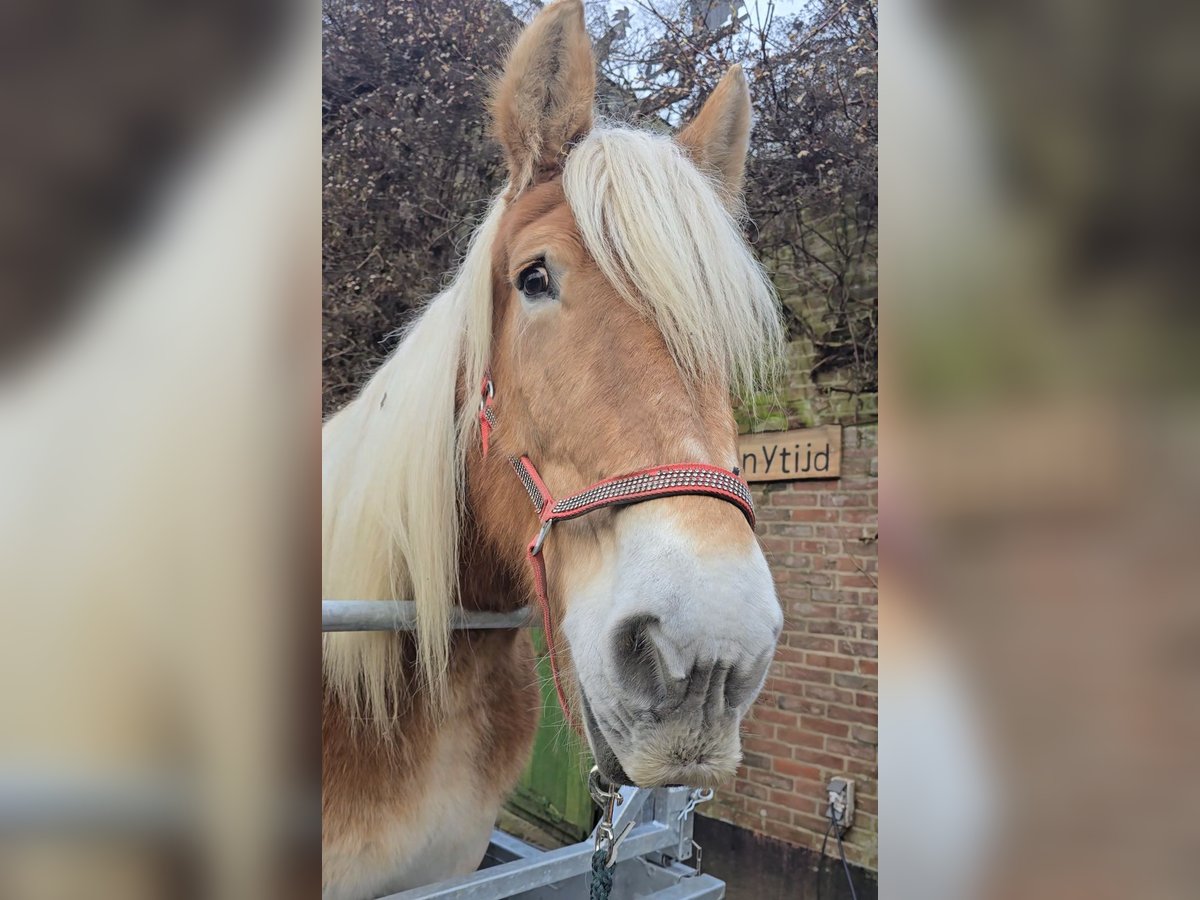 Trait belge Jument 17 Ans 170 cm Alezan in Voorst