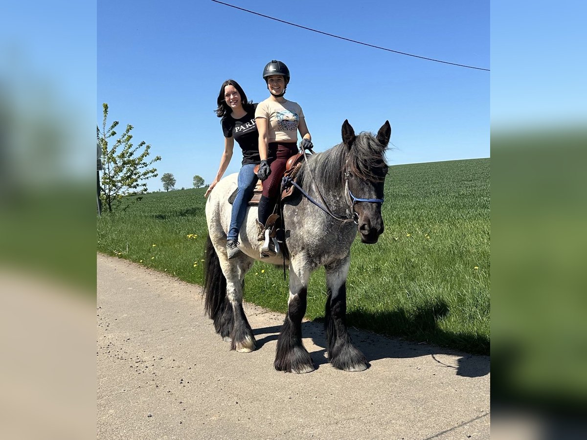 Trait belge Jument 3 Ans 155 cm Rouan bleu in Daleiden