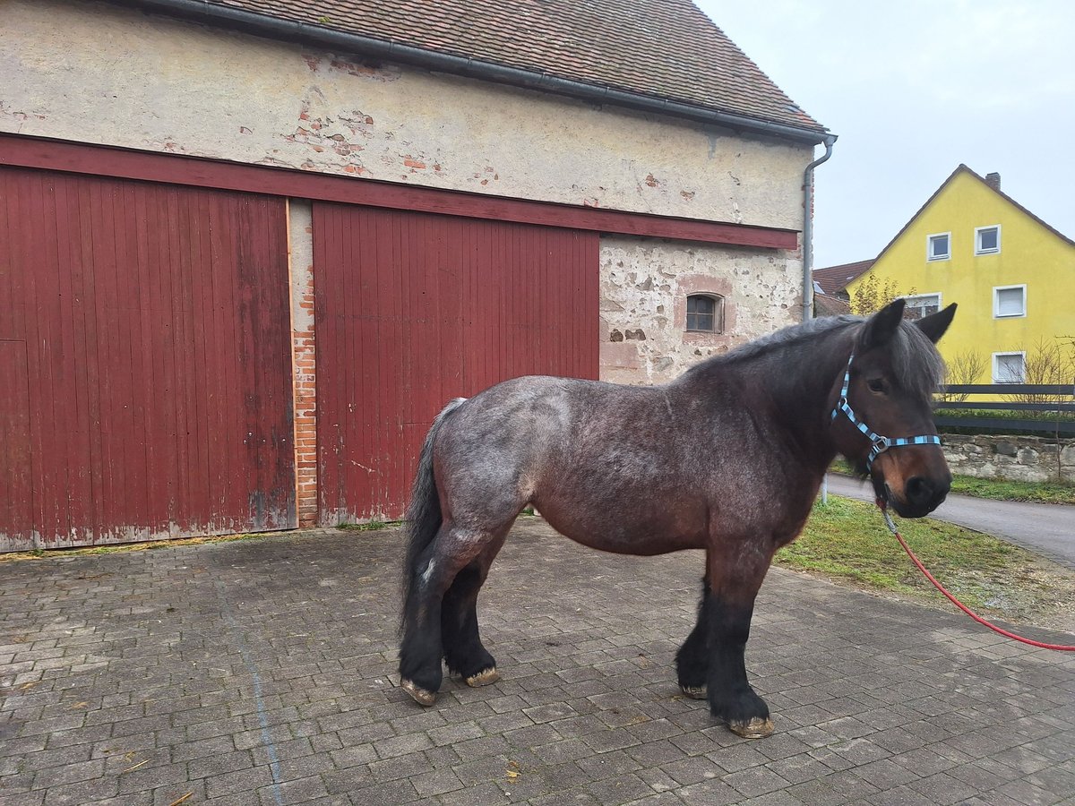 Trait belge Jument 9 Ans 170 cm Gris (bai-dun) in Wieseth