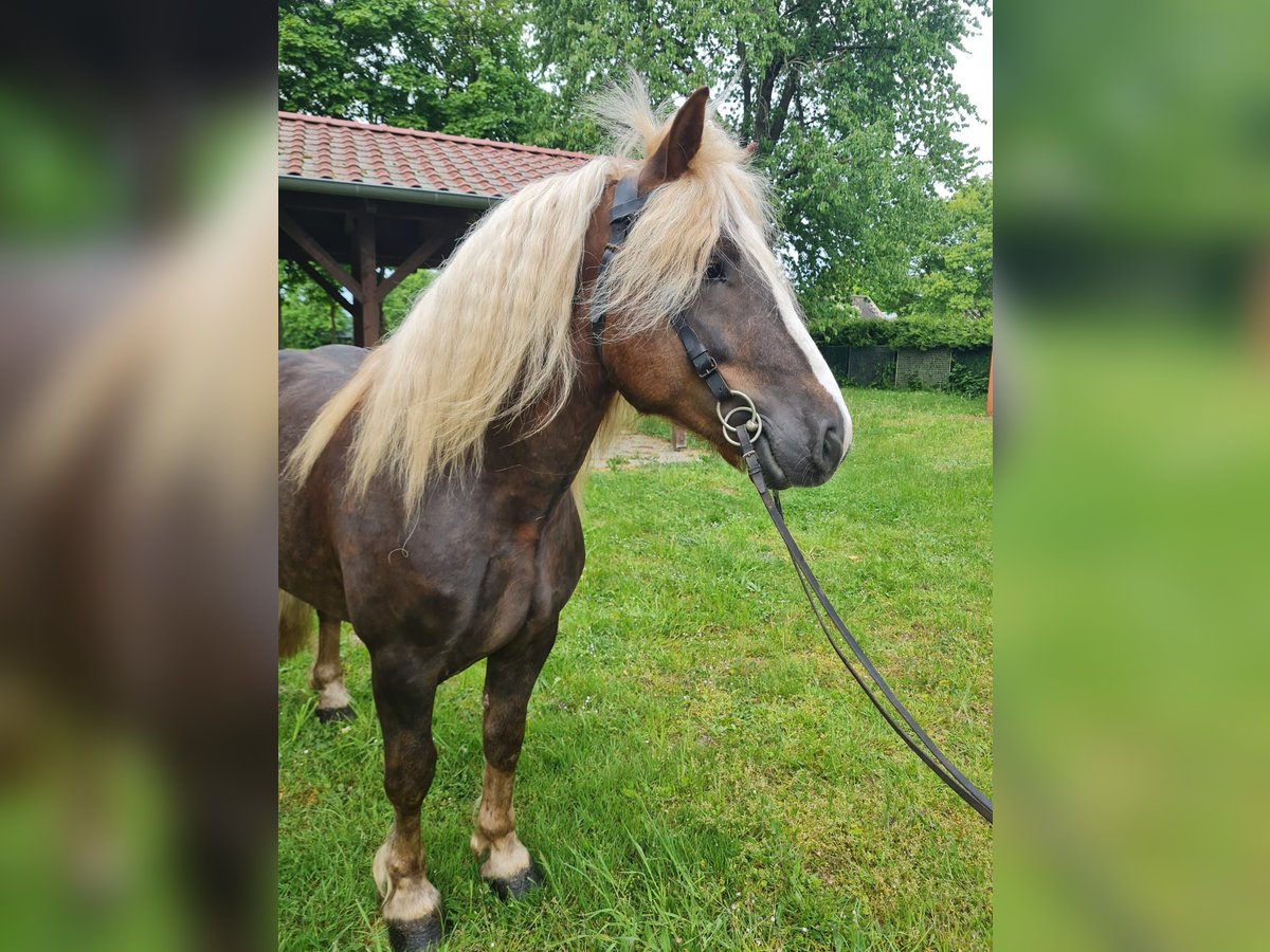 Trait de la Forêt Noire Étalon 4 Ans 148 cm Alezan brûlé in L&#xF6;wenberger Land