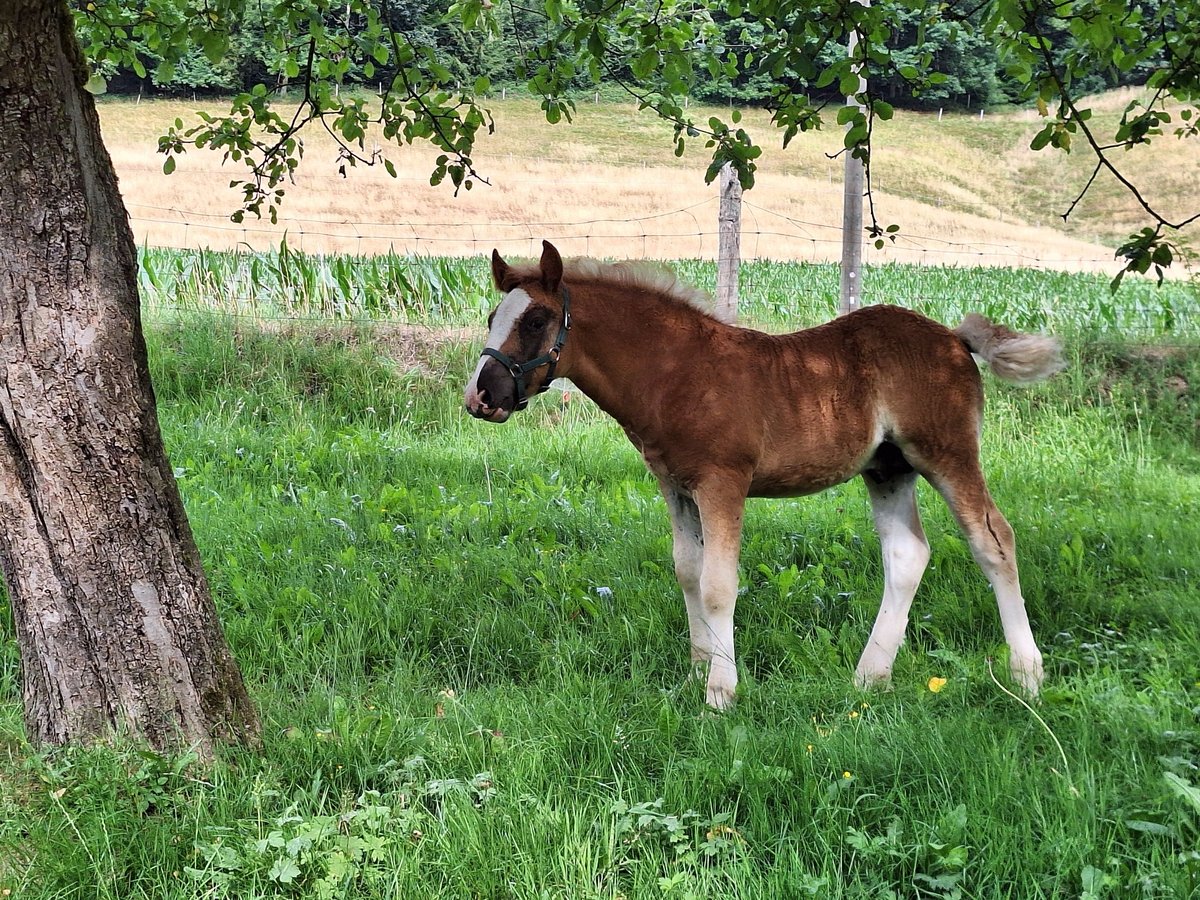 Trait de la Forêt Noire Étalon Poulain (05/2025) 153 cm Alezan brûlé in Gutach im Breisgau