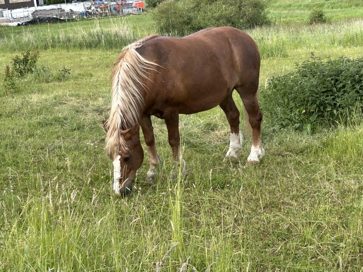 Trait de la Forêt Noire Hongre 19 Ans Alezan in Ranstadt