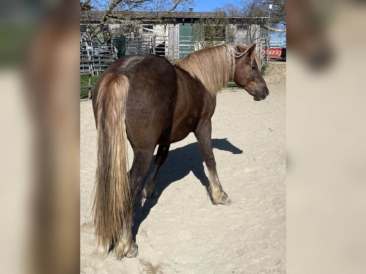 Trait de la Forêt Noire Hongre 2 Ans 158 cm Alezan brûlé in Dunningen