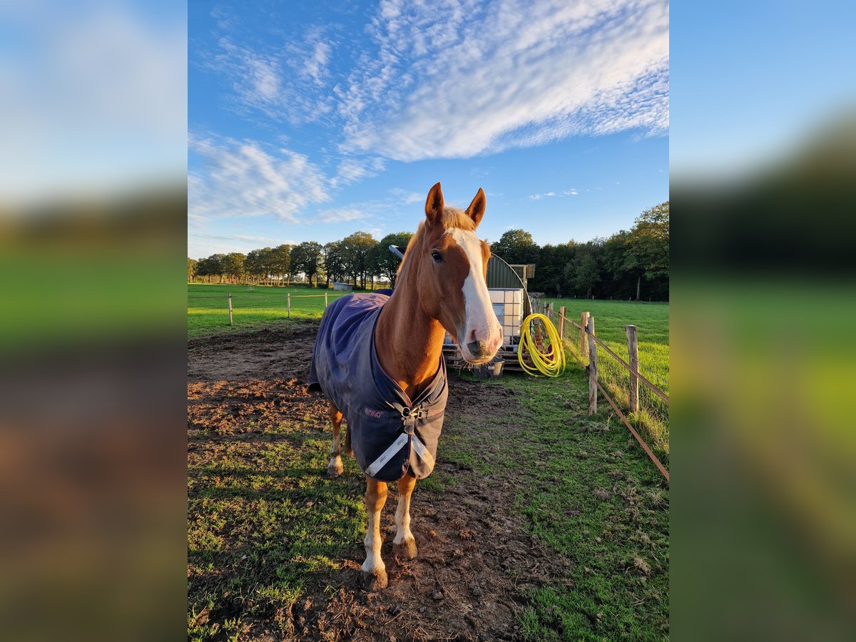 Trait de la Forêt Noire Hongre 3 Ans 156 cm Alezan in Ruurlo