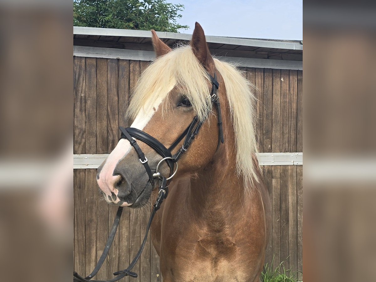 Trait de la Forêt Noire Hongre 4 Ans 148 cm Alezan in Mülheim an der Ruhr