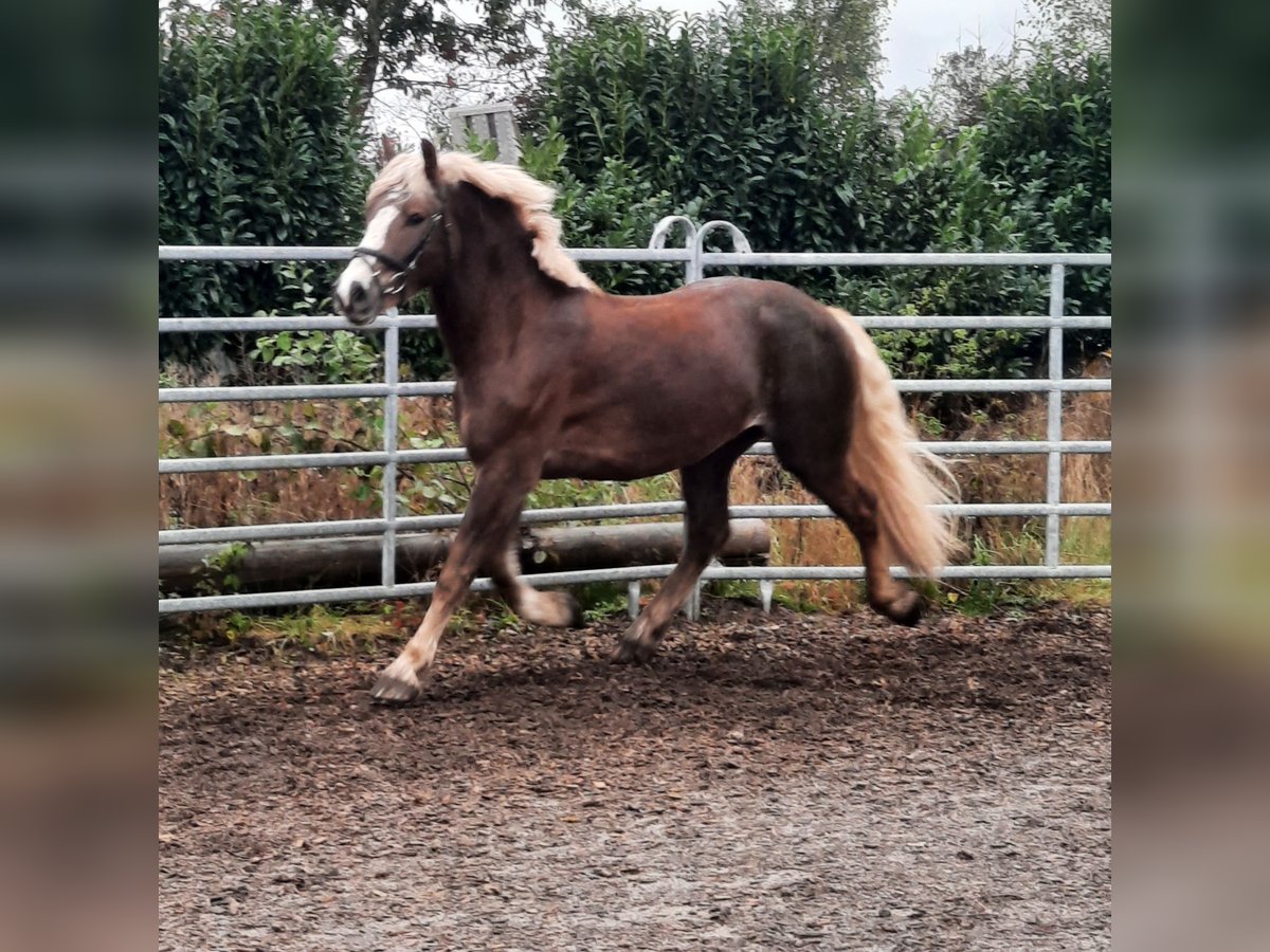 Trait de la Forêt Noire Hongre 4 Ans 155 cm Alezan in Villingen-Schwenningen