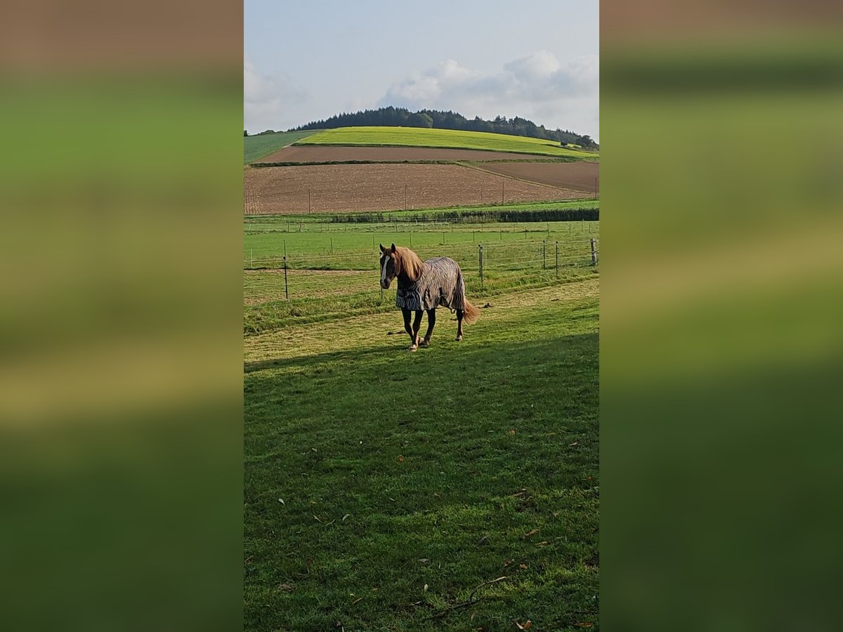 Trait de la Forêt Noire Hongre 6 Ans 158 cm Alezan in Neunkirchen
