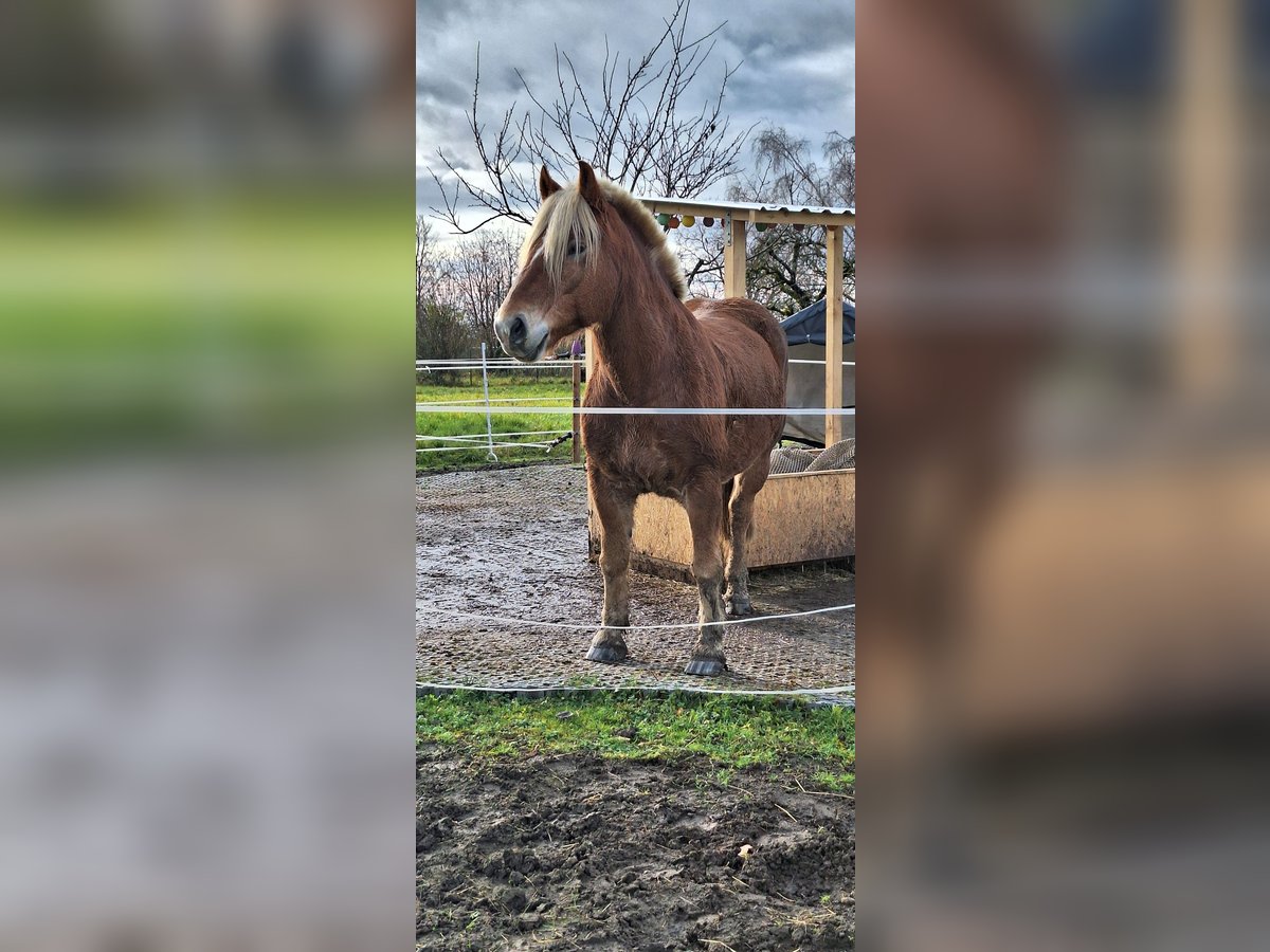 Trait de la Forêt Noire Hongre 8 Ans 155 cm Alezan in Mundelsheim