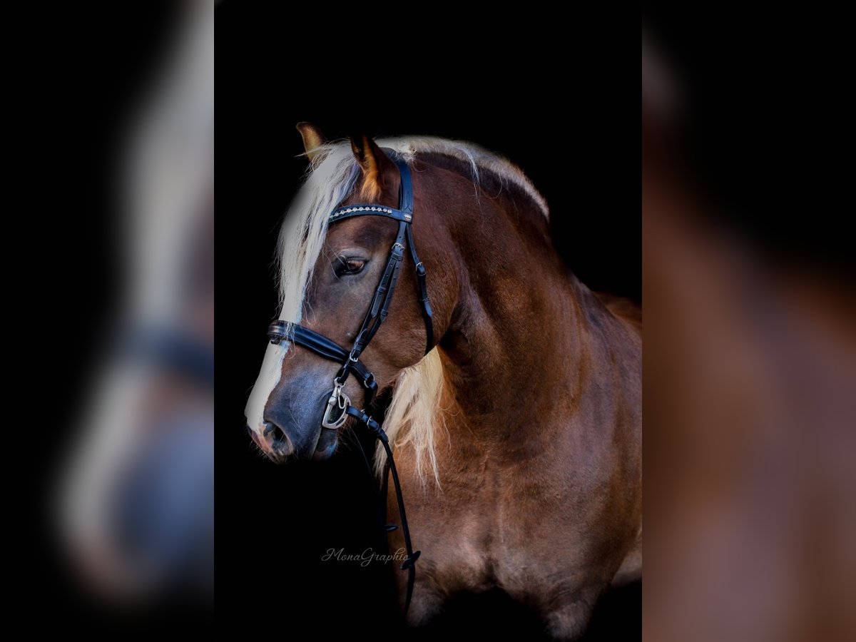 Trait de la Forêt Noire Hongre 9 Ans 166 cm Alezan brûlé in B&#xFC;ckeburg