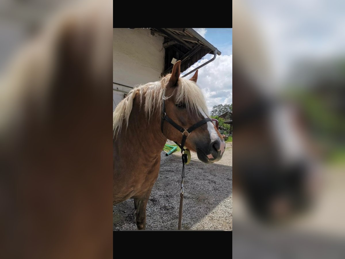 Trait de la Forêt Noire Jument 10 Ans 148 cm Alezan in Landshut