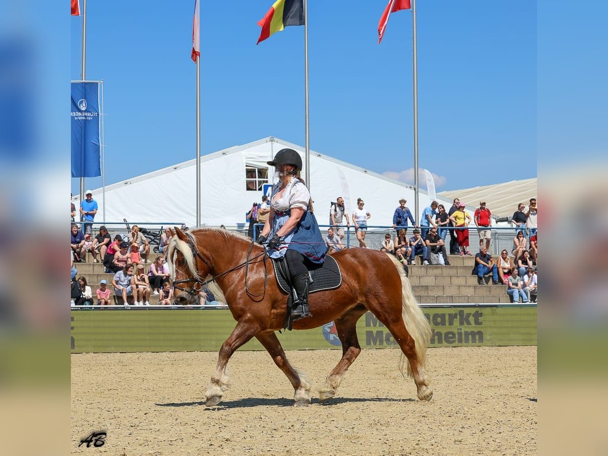 Trait de la Forêt Noire Jument 14 Ans 154 cm Alezan brûlé in Eberbach